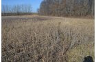 Property photo 31 - East Allen County - 55 Acre Land Auction